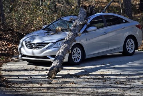 Stockton Tree Accident Injures Two at Delta College Flea Market